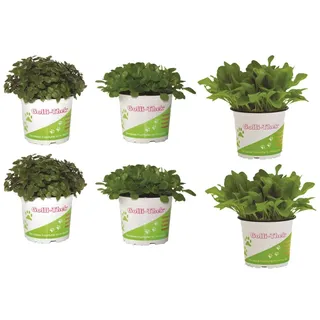 Pflanzen Set für Echsen/Schildkröten - 2X Golliwoog, Ackersalat & Zicholli - Frische Futterpflanzen für Ihre Schildkröten BZW Echsen wie Z.B Bart Agamen