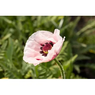 Staudenkulturen Wauschkuhn Papaver orientale 'Royal Wedding' - Türkischer Mohn - Staude im Topf