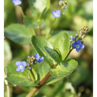 2er-Set - Veronica beccabunga - winterhart - Bachbunge - Ehrenpreis, blau - Wasserpflanzen Wolff