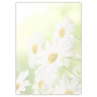 LYSCO Motiv Briefpapier (Margeriten-5031, DIN A4, 100 Blatt). Einseitig bedrucktes Briefpapier, sehr gut beschreibbar, Motivpapier für alle Drucker/Kopierer geeignet Motiv Blumen Margeriten auf Wiese hellgrün