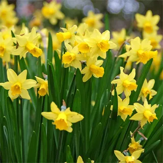 mgc24 Narzissen Tete a Tete - zum Verwildern - 200 Blumenzwiebeln (ca. 12-14mm)