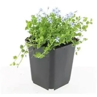 Bodendecker - Weisser Bubikopf - Scheinlobelie - Isotoma fluviatilis 'Alba' - 9cm Topf - Set mit 12 Pflanzen