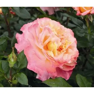 Edelrose 'Augusta Luise®', Apricot