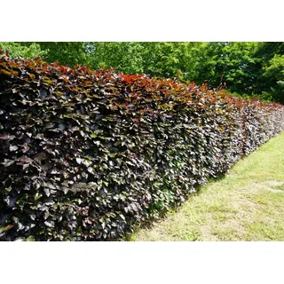 Blutbuchen 15st. 100-120cm im Topf rötlicher Austrieb Heckenpflanze Blutbuchen Fagus sylvatica Purpurea Gartenhecke Baum Hecke