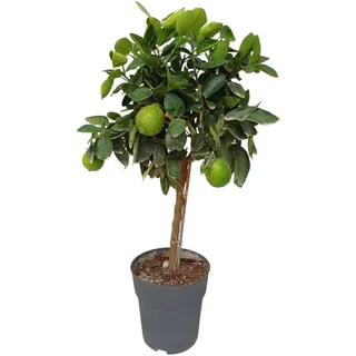 Sunny Tree - Limettenbaum - 3 Jahre alt - Citrus Latifolia - Zitruspflanze - Obst - 90 zentimeter - A+ Ware
