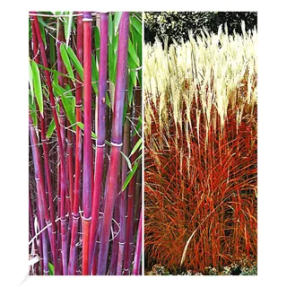 BALDUR Garten Gräser-Kollektion winterhart, 2 Pflanzen besteht aus 1 Pflanze, rote Bambus Chinese Wonder Fargesia jiuzhaigou No.1 und 1 Pflanze, Ziergras Indian Summer Chinaschilf, mehrjährig, blühend