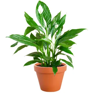Einblatt | Spathiphyllum | ca. 40-50 cm | ø 12-15 cm Topf | Pflegeleichte Zimmerpflanzen für Wohnung und Büro | Qualität vom Pflanzen Profi | Ideale Raumbegrünung