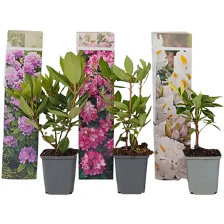 Plant in a Box - Rhododendren - 3 Stk - Rhododendron catawbiense - Höhe 25-40cm