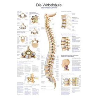 Lehrtafel - Die Wirbelsäule, 70 x 100 cm - Weiß