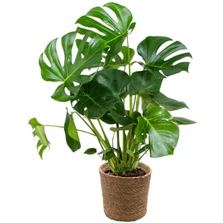 Bloomique - Monstera Deliciosa - Fensterblatt - Zimmerpflanzen - Pflegeleicht - Luftreinigend - Höhe 70-80 cm - Mit Seegras Korb 21 cm - Topf 21 cm