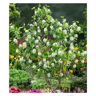 BALDUR Garten 1x Felsenbirne Amelanchier 'Greatberry® Garden', Pflanze im 9x9 cm-Topf, ausgefallene Blüte, leckere Früchte, winterharter Zierstrauch, pflegeleicht, mehrjährig, ideal für Beet & Kübel