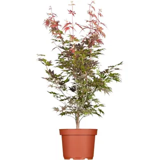 Pflanzen für Dich Gehölze Acer palm. Atropurpureum, 1 St., Roter Fächerahorn, Japanischer Ahorn rot