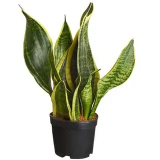 Bogenhanf - Sansevieria, verschiedene Sorten