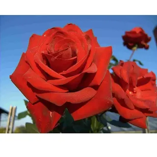 Edelrose  (Rosa 'Herz Ass' ®, Rot)