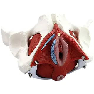 Weibliches Becken - Anatomie Modell PVC Model Weiblich Skelett Beckenboden Beckenmodell Anatomisches Weibliches Pelvis Pelvic Beckenbodenmodell Beckenbodentraining Für Universitäten Kliniken Labor