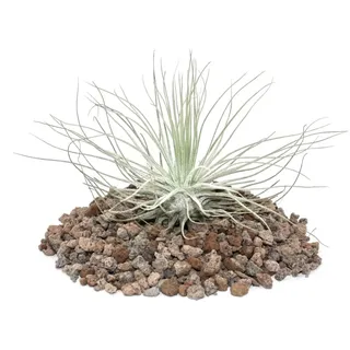 Exotenherz Tillandsia Magnusiana Lose Pflanze