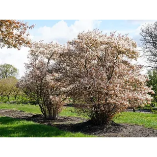 Kupfer-Felsenbirne - Weiße Blüte - Amelanchier lamarckii Containerware 80-100 cm - Garten von Ehren®