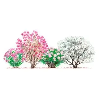 Blütenhecke Pastell, 4-teilig, Rosa, Weiß