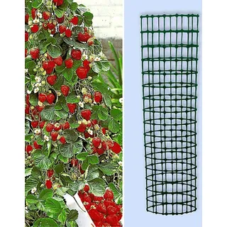 BALDUR Garten 3x Kletter-Erdbeere 'Hummi®' und Dekorativer Rankturm; Set Erdbeere mit Rankhilfe, schnellwachsende Klettererdbeeren, selbstfruchten...