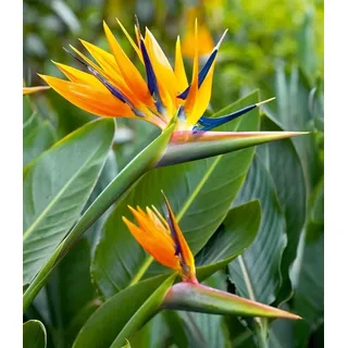 BALDUR Garten 1x Paradiesvogel-Blume Strelitzie, Pflanze im 12 cm-Topf, Strelitzia reginae, blühende Zimmerpflanze, mehrjährig - frostfrei halten, pflegeleicht, Wasserbedarf gering, blühend