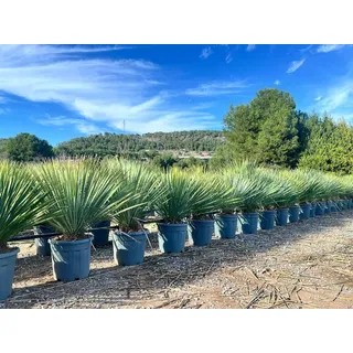 sunny tree - Yucca Rostrata Blue Blue - Palme - 100 cm