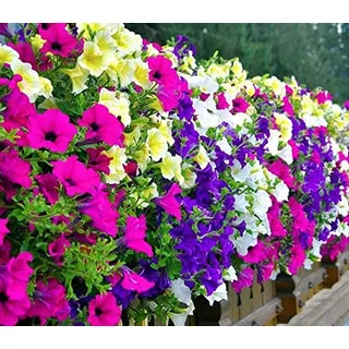 Hänge-, Balkon-Petunie Petunia hybrida pendula Mix 1000 Samen