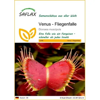 SAFLAX - - 10 Samen - Dionaea muscipula