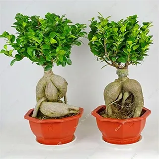 Exotischer Bonsai-Baum, Banyan-Baum-Samen, für Schreibtisch, Ficus Ginseng-Samen, mehrjährige Ficus Microcarpa, die Anhätungsrate 95 %, 10 Stück