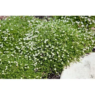 Pflanzen Für Dich Sagina Subulata Sternmoos Immergrün Ca. 9x9 cm Topf