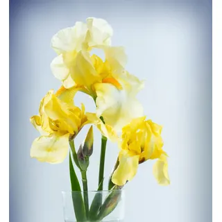 CHTING 8 Stück Schwertlilie Zwiebeln Gelb-weiße Blüten Farben Heben Sich Mehr Von Den Grünen Blättern Ab Wie Die Elfen, Die Zwischen Den Blumen Im Garten Tanzen, Werden Sie Von Den Menschen Geliebt