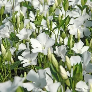 Vinca minor 'Alba' (Immergrün), 9 cm Topf, 12er-Set