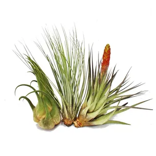 EXOTENHERZ Verschiedene XXL-Tillandsien im Set