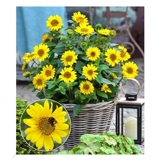 BALDUR Garten Winterharte Sonnenblume SunCatcher®, 1 Pflanze, Helianthus, bienen- & schmetterlingsfreundlich, winterharte Stauden-Sonnenblume, mehrjährig, blühend