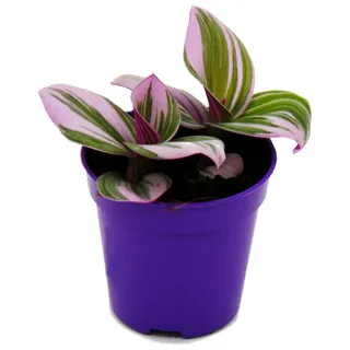 EXOTENHERZ Mini-Pflanze Dreimasterblume Tradescantia "Nanouk" pflegeleichte hängende Zimmerpflanze 5,5cm Topf