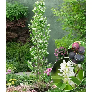 BALDUR Garten Zierstrauch Felsenbirne Amelanchier 'Obelisk®', im 3-Liter XL-Topf, 1 St., Felsenbirnen, winterhart, mehrjährig, pflegeleicht weiß