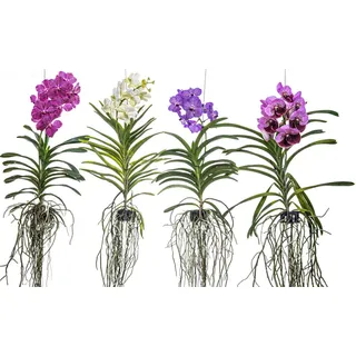 meinvipshop Zimmerpflanze Echte blühende orchidee Vanda violett echte lebende Zimmerpflanze, 1 St.