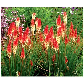 1 x Kniphofia ‘Orange Vanilla Popsicle’ (Winterhart/Staude/Dauerblüher/Bienenferundlich/Mehrjährig) Fackellilie - Ein süßes Farbenspiel aus Orange und Creme - von Stauden Gänge