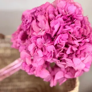 Lykke & You Hortensie:, Pink, Naturmaterialien, 35 cm, Dekoration, Blumen & Zubehör, Trockenblumen