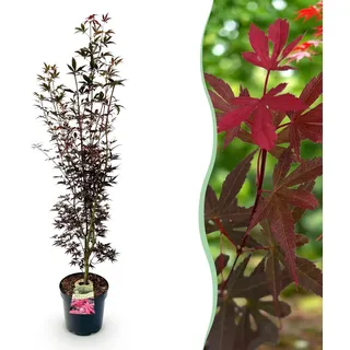 Acer palmatum Skeeters Broom - Japanischer Ahorn - Laubabwerfend - Rot - 80-90cm - Ø26cm - Gartenpflanze