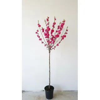 Prunus Triloba Mandelbaum, Rosa Blüte, Höhe: 170-180 cm