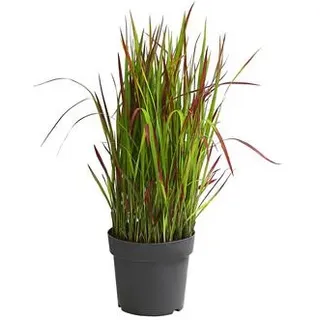Japanisches Blutgras 'Red Baron', Rot, Hellgrün