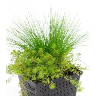 BALDUR Garten Wasserpflanze Sauerstoff-Teichpflanzen im Korb, 1 St., mehrjährig, pflegeleicht, dekorativ