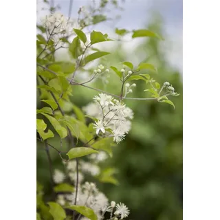 PlantaPro Waldrebe Clematis vitalba 60-100 cm Kletterpflanze winterhart | Schnellwachsend, ideal für Pergola und Rankhilfe, robust, dekorative Blüten, natürlicher Sichtschutz, sonnig bis halbschattig