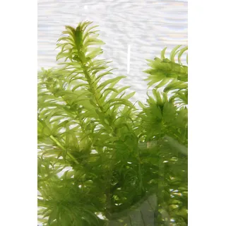 WASSERPFLANZEN WOLFF - Wasserpest - Egeria densa - direkt im PFLANZKORB! - Sauerstoffpflanze für den Teich - fix und fertig einsetzbar - Klärpflanze! - winterhart - immergrüne QUALITÄTSSTAUDE