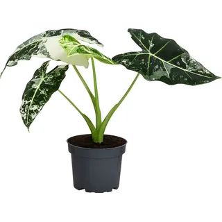 Dehner Pfeilblatt Alocasia micholitziana 'Frydek' variegata, panaschiert, Grün, Weiß