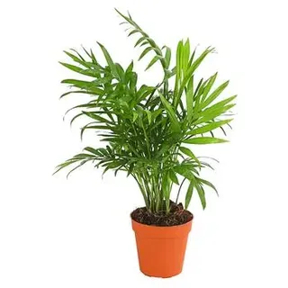 Bergpalme - Chamaedorea elegans, Grün