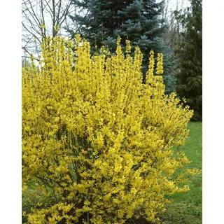 Pflanzen Für Dich Forsythia Intermedia 'goldrausch' C 7,5 80-100