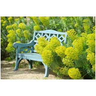 Stauden Gänge 10 x Euphorbia characias ssp. 'Wulfenii' (Stauden/Staude/Mehrjährig/Winterhart/Immergrün) Mittelmeer-Wolfsmilch - Mediterrane Schönheit mit dramatischer Wirkung - Bienenfreundlich
