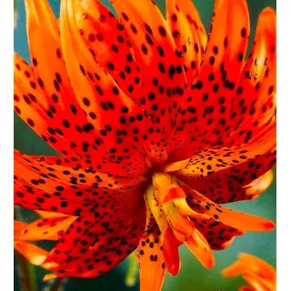 10 Zwiebeln Baumlilien Lilien Riesenlilie " Flore Pleno " Double Tiger (orange) bis 150cm Zwiebeln winterhart duftend Sommerblüher