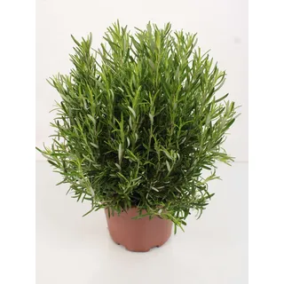 XXL Rosmarin 40-60 cm - Salvia rosmarinus - Frischer Rosmarin für Garten & Küche - Aromatisches Gewürz & Heilpflanze - Ideal für Kräutergärten, Grillen & Mediterrane Rezepte